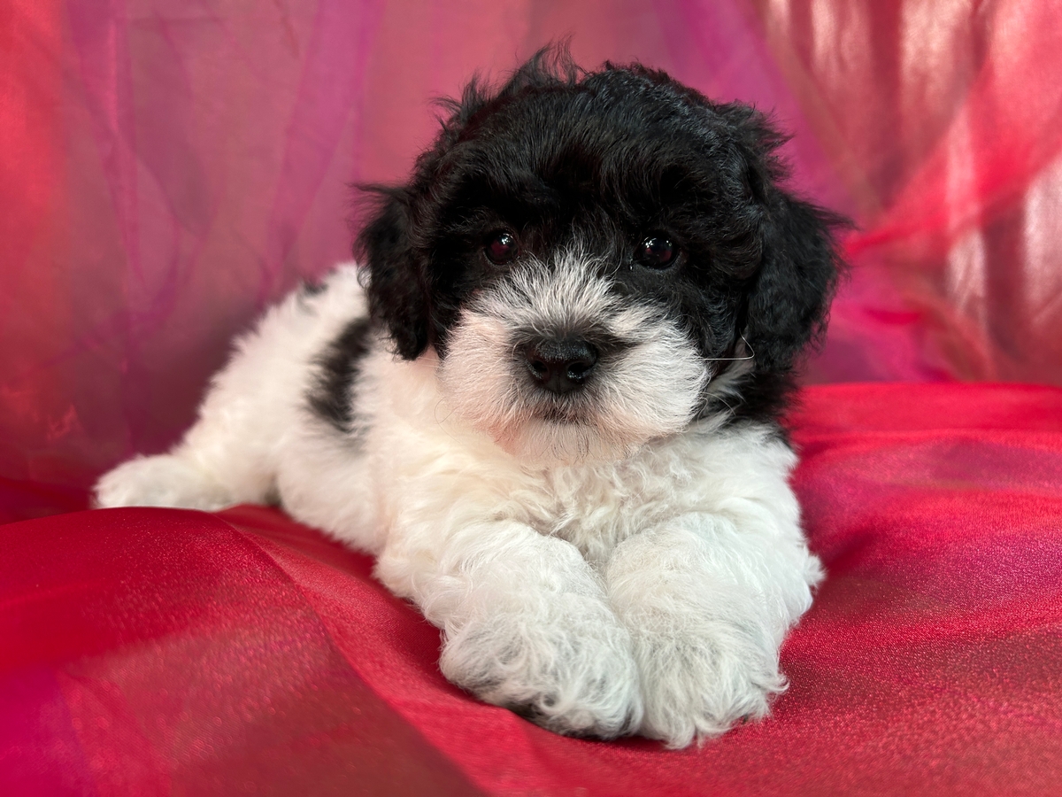 Miniature Schnoodle Puppy for Sale DOB 6-9-2023 $1200